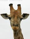 Graceful Giraffe - I would want to cvome back as a Giraffe.