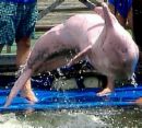 pink dolphin - pink dolphin