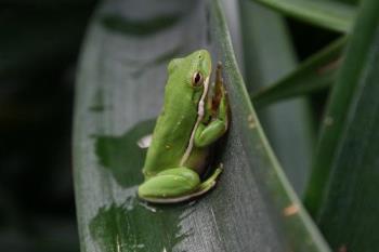 tree frog - tree frog in greenhouse