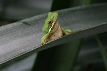 tree frog - he is another view