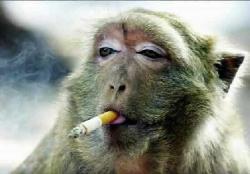 I hate smoking - smoking ape