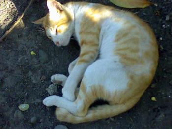 my cat sleeping outside the house - my cat sleeping outside the house just on our yard.