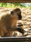 Sitting Monkey - photo of a monkey sitting