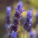 Lavender works for migraines and helps you sleep - Lavender works for migraines and helps you sleep