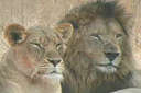 Lions - Two lions at the zoo sitting