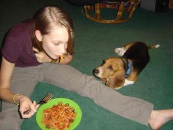 Bailey...my basset pup. - This is my Bailey Basset that likes to beg. ha ha