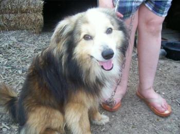 Charlie - my daughter&#039;s dog.  he loves her and I think she is a better person for having him as a pet