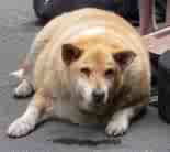 fat dog - feel so sorry for the legions of pets with the weight problem that is easily avoided