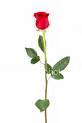 Rose - A long stemmed rose for you.