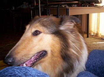 Lassie - Our dog Lassie