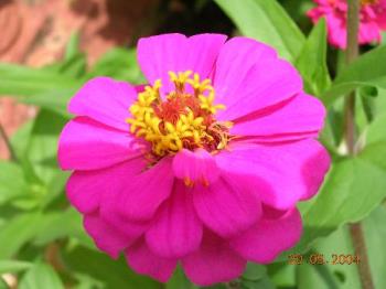 flower - Photographed at flower show at Mysore