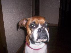 Daisy, spared from the pound - female boxer dog