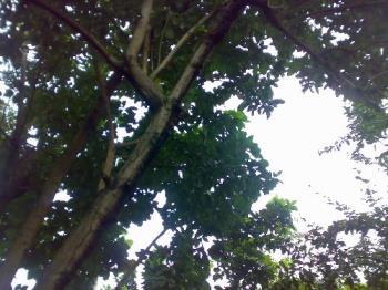 our garden - this is an avocado tree which grows in our yard. our garden - this is an avocado tree which grows in our yard.