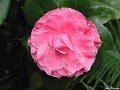 camellia - its beautiful pink flower camellia.