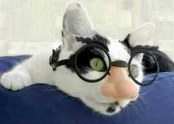 cats in glasses? - cats in glasses?