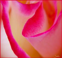 Mum&#039;s Rose - I took this photo of one of my mum&#039;s roses in the front garden.  She has some absolutely gorgeous ones and I love photographing them.