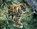 tiger - panthera tigris sumatrae