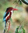 bird - colourfulbird bird - colourfulbird