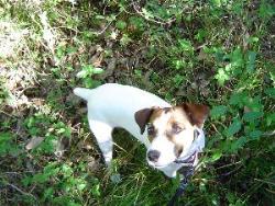 Toby - Jack Russell