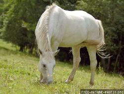 white horse - white horse