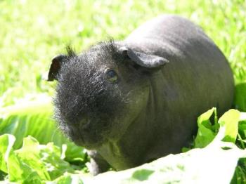 Skinny Pig - Black hairless guinea pig, known as a skinny pig, these have horrible immune systems and do not make good pets.