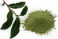 green tea - as a herb medicine