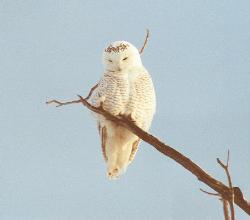 Snowy Owl - snowy owl