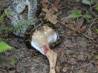Python swallowing Deer - This sight is common in Sri Lankan jungles.