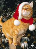 cat - this is an image of a cat wearing a santa hat.