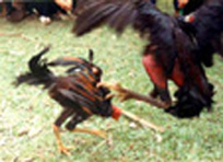 Fighting chickens - Fighting chickens