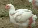 a live cornish hen - another poultry which is good to eat.  Easy to raise with a bit more care than a standard chicken