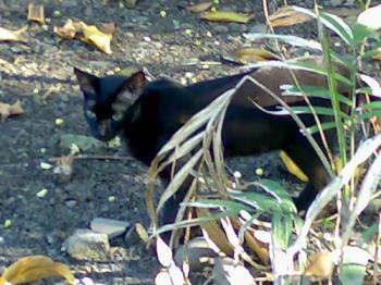 cat - my black cat hiding to play with the chickens at home