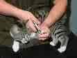 clipping cat toenails - our feline friends can do a real number on the furnture and us.  however with our boys they seem to do quite well without much of our input. 