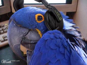 Telemarketter - Blue Telemarkettig parrot, real cute concept

source http://www.worth1000.com/entries/114500/114959OTvs_w.jpg