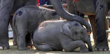 baby elephant - elephant baby