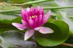 Lotus is the flower i like th most - Lotus