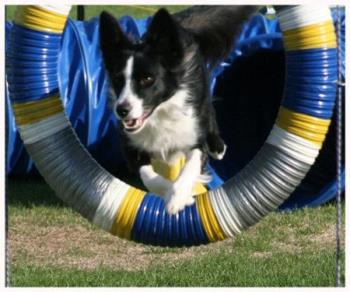 Tips on dog training.  - Tips on dog training.  