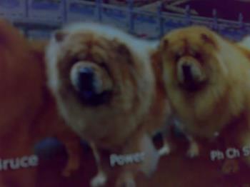 dogs - these are chow chow dogs that i love. i used to have a rough chow chow dog.