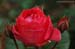 Red Roses - symbol of love