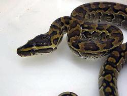 Rock Pythons - Rock Pythons