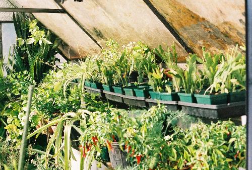 Christmas catus - my greenhouse