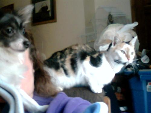Little Girl & Gizmo - This is Little Girl a quiet and shy kitty with her pal Gizmo...watching Poochie be crazy.