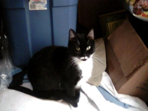 Poochie...aka Pia - This is Poochie the crazy cat stalker.  Raised on a bottle from 1 wk old with her sister, Little Girl.