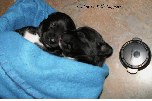 Bella and Shadow  3 wks - My new baby Bella with her brother Shadow, napping after thier first try at real food.