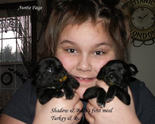 Bella's first meal  3wks - This is Shadow on the left and Bella on the right with messy faces after their first meal.  They are being held by the breeders daughter..Auntie Page.