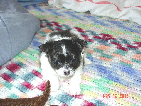 Baby Gizmo 5wks - This is Gizmo at 5 wks.  Born 2/6/04  He's a Blue and White Long Haired Chihuahua.