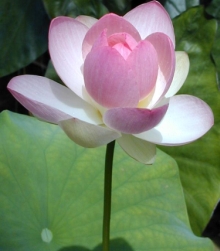 flower - flower of lotus