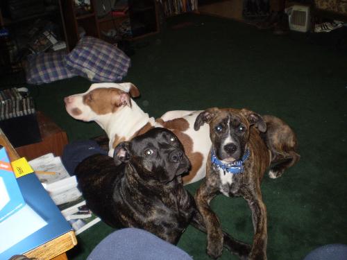 The 'trio' - Star, Bear & Denali
