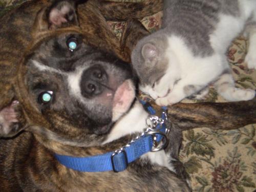 Awww! - Bear & Ghost cuddling