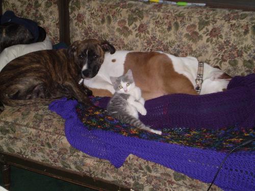 Sleep - Bear, Ghost & Denali